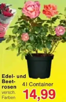 Jawoll Edel- und Beetrosen Angebot