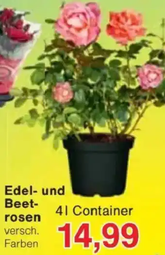 Jawoll Edel- und Beetrosen Angebot