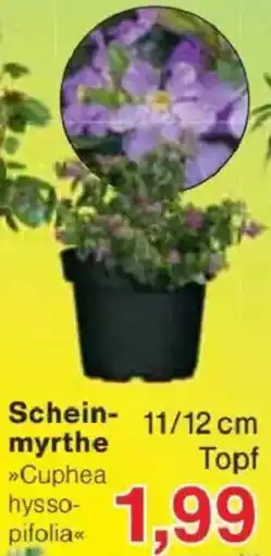 Jawoll Scheinmyrthe Angebot