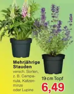 Jawoll Mehrjährige Stauden Angebot