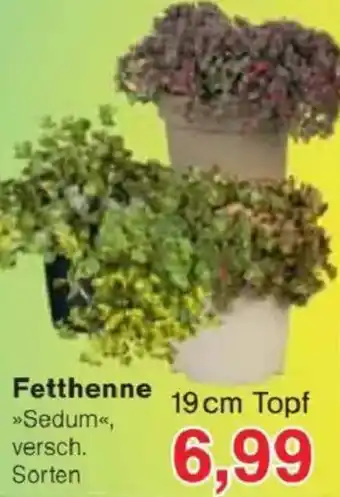 Jawoll Fetthenne Angebot