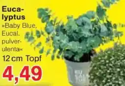 Jawoll Eucalyptus Angebot