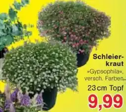 Jawoll Schleierkraut Angebot
