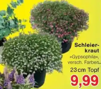 Jawoll Schleierkraut Angebot