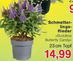 Jawoll Schmetterlingsflieder Angebot