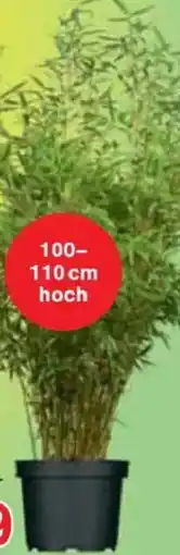 Jawoll Bambus Angebot