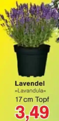 Jawoll Lavendel Angebot