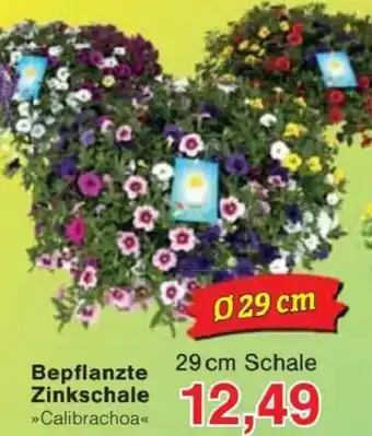 Jawoll Bepflanzte Zinkschale Angebot