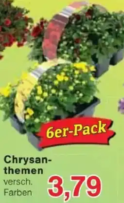 Jawoll Chrysanthemen Angebot
