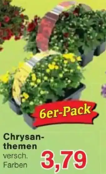 Jawoll Chrysanthemen Angebot