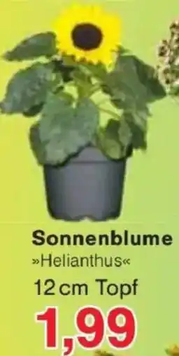Jawoll Sonnenblume Angebot