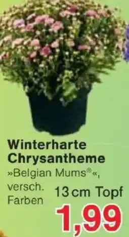 Jawoll Winterharte Chrysantheme Angebot