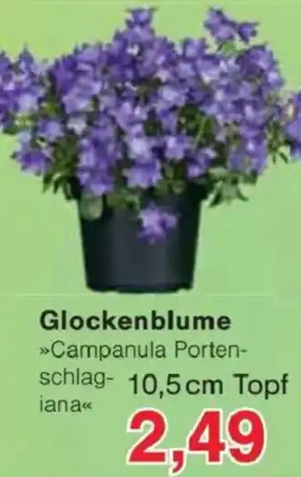 Jawoll Glockenblume Angebot