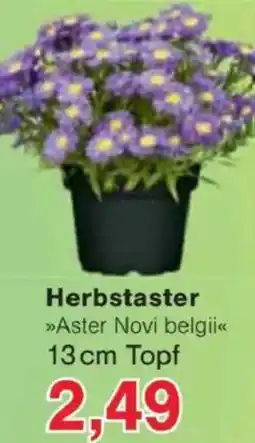 Jawoll Herbstaster Angebot