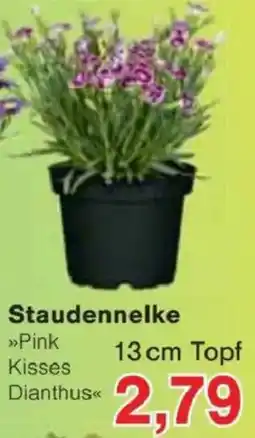 Jawoll Staudennelke Angebot