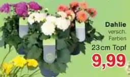 Jawoll Dahlie Angebot