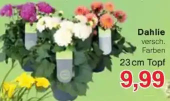 Jawoll Dahlie Angebot