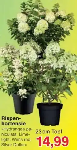 Jawoll Rispenhortensie Angebot