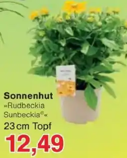 Jawoll Sonnenhut Angebot