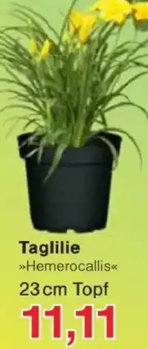 Jawoll Taglilie Angebot