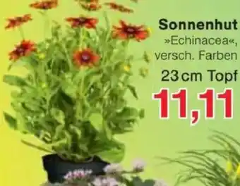 Jawoll Sonnenhut Angebot