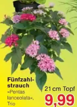 Jawoll Fünfzahlstrauch Angebot