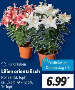 Lidl Lilien orientalisch Angebot