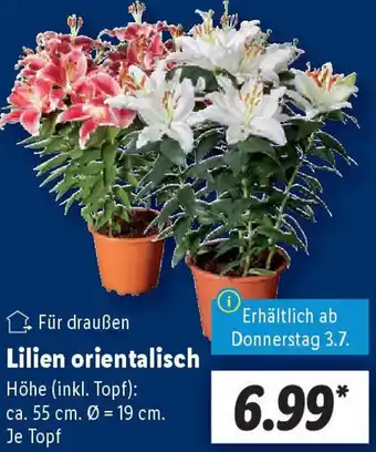 Lidl Lilien orientalisch Angebot