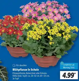 Lidl Blühpflanze in Schale Angebot