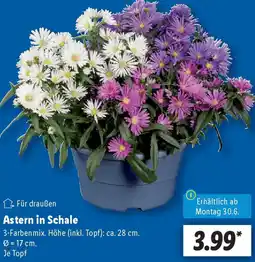 Lidl Astern in Schale Angebot