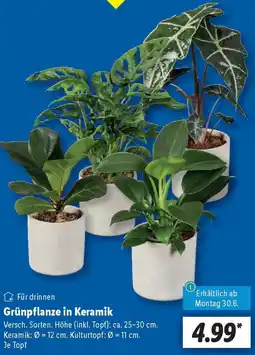Lidl Grünpflanze in Keramik Angebot