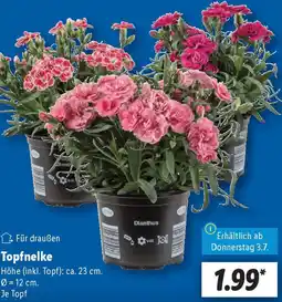 Lidl Topfnelke Angebot