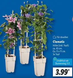 Lidl Clematis Angebot