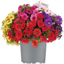 toom Baumarkt toom Zauberglöckchen verschiedene Farben 15 cm Topf Angebot