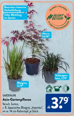 Aldi Süd GARDENLINE Asia-Gartenpflanze Angebot