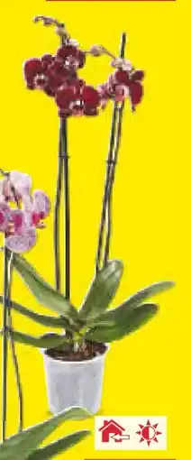 Netto Marken-Discount Orchideen Angebot