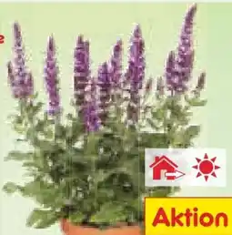 Netto Marken-Discount Bienenfreundliche Stauden Angebot