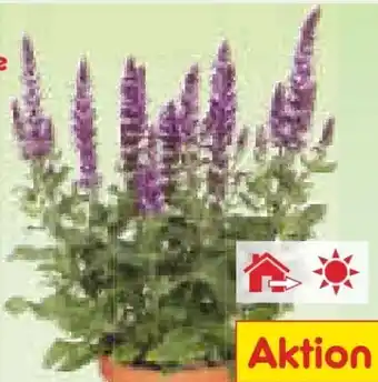 Netto Marken-Discount Bienenfreundliche Stauden Angebot