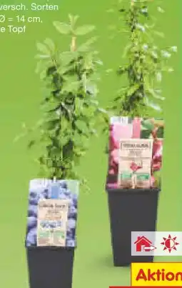 Netto Marken-Discount Beerensträucher Angebot