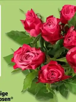 PENNY Langstielige Rose Angebot