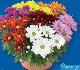 Lidl Chrysanthemen Angebot