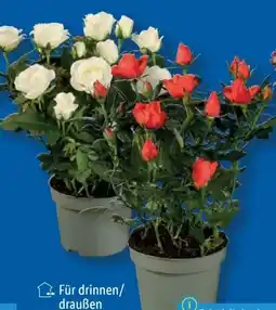 Lidl Topfrosen Angebot