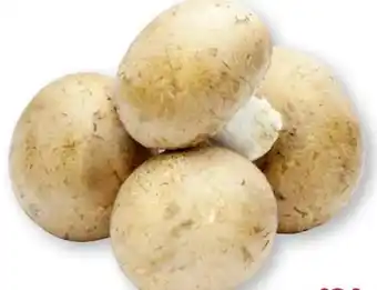 Scheck-in-Center Champignons Angebot