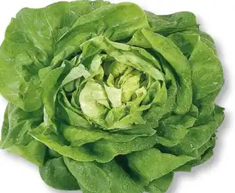 Scheck-in-Center Kopfsalat Angebot