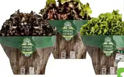 Edeka Unsere Heimat Echt & Gut Bio Bunte Salate Angebot