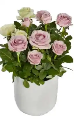 Edeka Topfrosen Dolce Amore Angebot