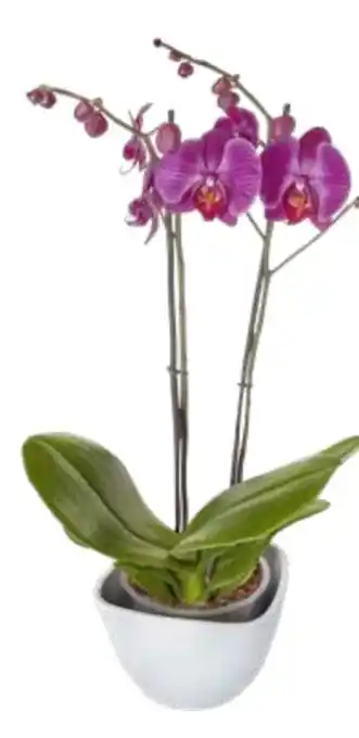 Edeka Schmetterlingsorchidee Phalaenopsis Angebot