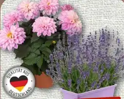 nahkauf Lavendel Angebot