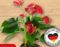 REWE Center Rewe Beste Wahl Flamingoblume Angebot