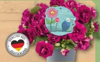 REWE Center Sommermix No Appetito Angebot